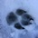 A picture of a pawprint.